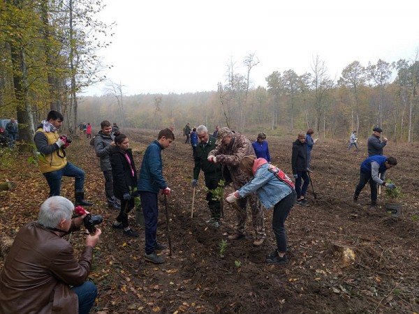 В районе Горячего Ключа волонтеры высадили четыре тысячи сеянцев дуба В районе Горячего Ключа волонтеры высадили четыре тысячи сеянцев дуба