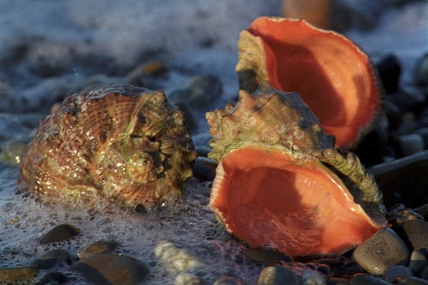 День Черного моря: что ты знаешь о нем