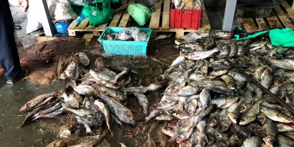 В Тимашевском районе изъяли более двух тонн опасной рыбы В Тимашевском районе изъяли более двух тонн опасной рыбы