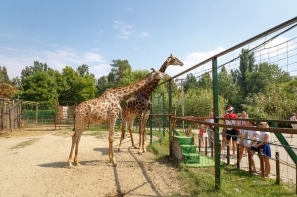Власти Краснодара не получили предложения от владельца передать "Сафари Парк" городу Власти Краснодара не получили предложения от владельца передать "Сафари Парк" городу