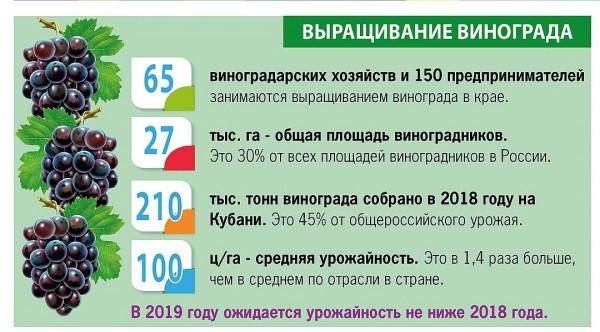 Новый закон о вине: Кубань перестанет быть регионом-разливайкой