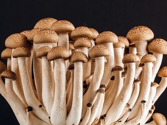 Спасатели под Туапсе помогли заблудившимся в лесу грибникам