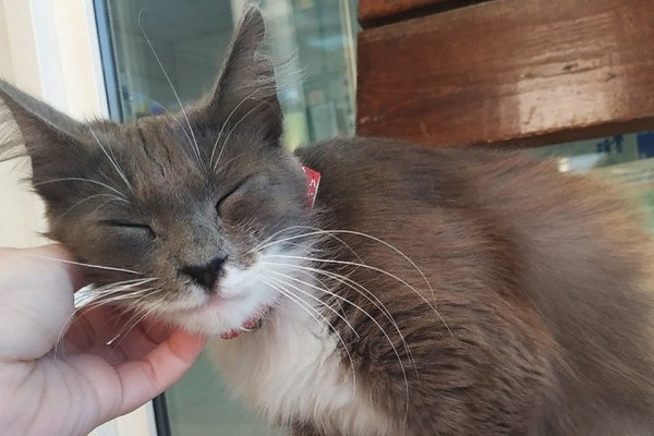 «Дали время - неделю, потом кошку усыпят»: сотрудники супермаркета в Сочи собрались избавиться от Муси, если ее никто не заберет