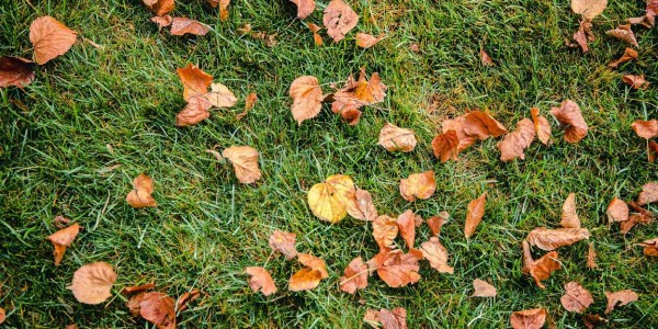 До +25 потеплеет на Кубани в ближайшие дни