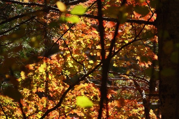 Ловите осеннее тепло – какой будет погода в выходные в Краснодарском крае Ловите осеннее тепло – какой будет погода в выходные в Краснодарском крае