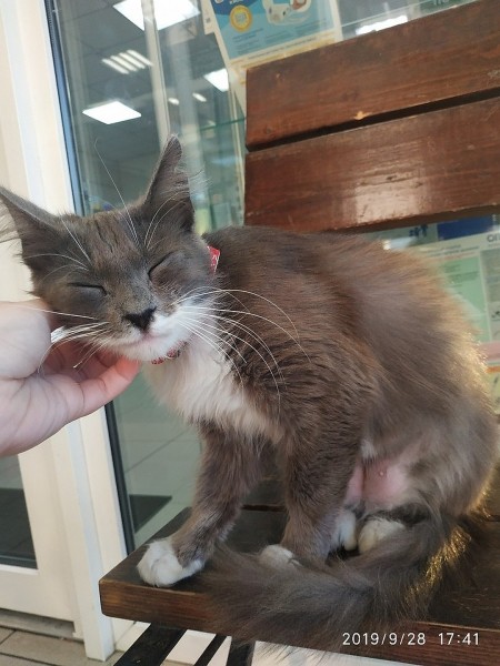 «Дали время - неделю, потом кошку усыпят»: сотрудники супермаркета в Сочи собрались избавиться от Муси, если ее никто не заберет