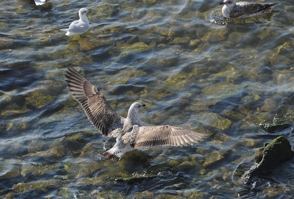 День Черного моря: что ты знаешь о нем
