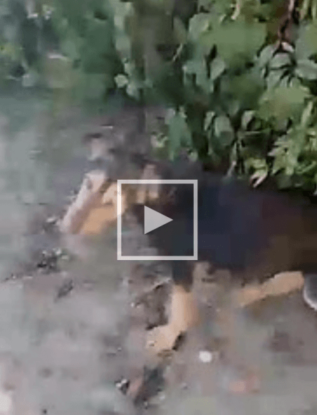 В Краснодаре малолетние живодеры чуть не убили щенка