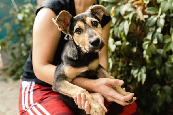 В Краснодаре малолетние живодеры чуть не убили щенка