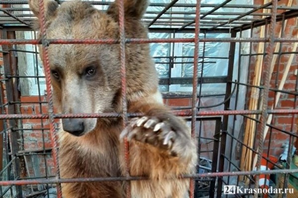 Спасти медведя