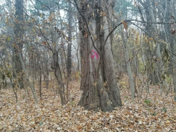 Больше 830 новых деревьев, велодорожка, прорезиненные пешеходные и беговые зоны: в Краснодаре благоустроят &laquo;Тропу здоровья&raquo;