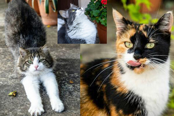 Подкинули котенка с перерезанным горлом: в Сочи переживают за судьбу кошек, которых уже спасали от гибели