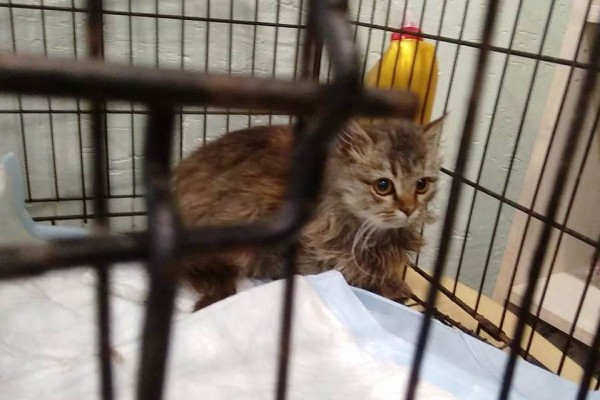 &laquo;Держали за хвост и чиркали зажигалкой&raquo;: в Армавире подростки пытались заживо сжечь кошку