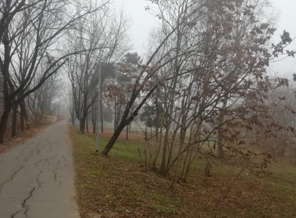 Больше 830 новых деревьев, велодорожка, прорезиненные пешеходные и беговые зоны: в Краснодаре благоустроят &laquo;Тропу здоровья&raquo;