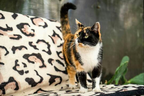 Подкинули котенка с перерезанным горлом: в Сочи переживают за судьбу кошек, которых уже спасали от гибели