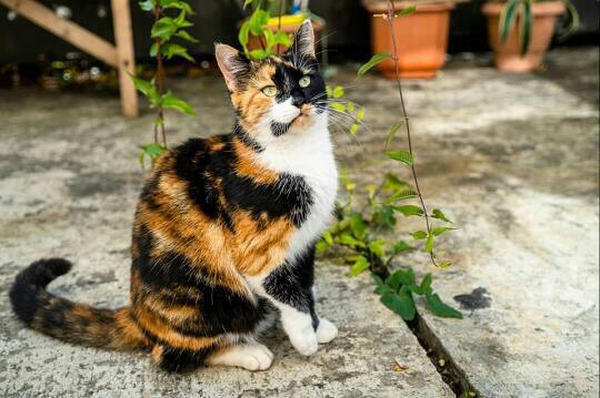 Подкинули котенка с перерезанным горлом: в Сочи переживают за судьбу кошек, которых уже спасали от гибели