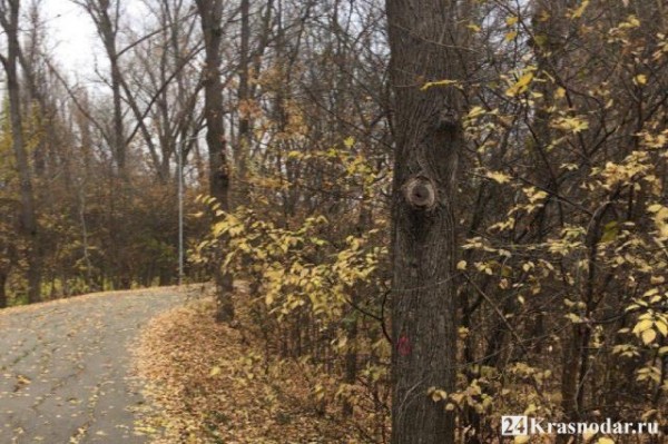 Вырубка деревьев на Тропе здоровья