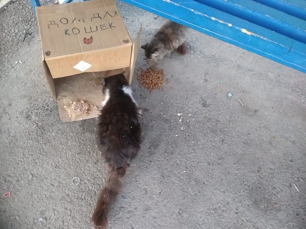 &laquo;Держали за хвост и чиркали зажигалкой&raquo;: в Армавире подростки пытались заживо сжечь кошку