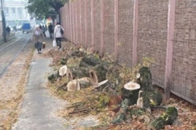 Их будут рубить без разбора: краснодарцы о метках на деревьях, идущих под "снос"