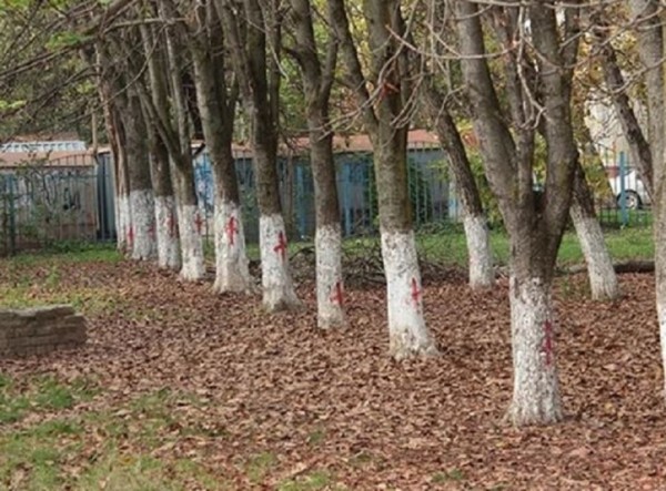Их будут рубить без разбора: краснодарцы о метках на деревьях, идущих под "снос"