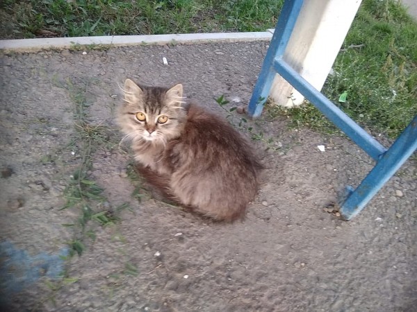 &laquo;Держали за хвост и чиркали зажигалкой&raquo;: в Армавире подростки пытались заживо сжечь кошку