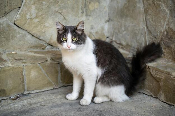 Подкинули котенка с перерезанным горлом: в Сочи переживают за судьбу кошек, которых уже спасали от гибели