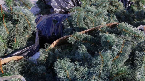 В Краснодаре начали установку главной городской елки