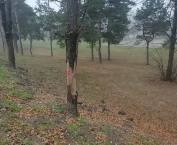 Больше 830 новых деревьев, велодорожка, прорезиненные пешеходные и беговые зоны: в Краснодаре благоустроят &laquo;Тропу здоровья&raquo;