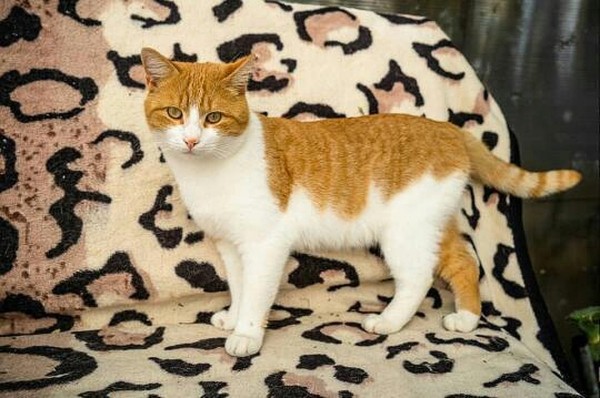 Подкинули котенка с перерезанным горлом: в Сочи переживают за судьбу кошек, которых уже спасали от гибели