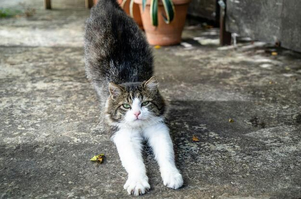 Подкинули котенка с перерезанным горлом: в Сочи переживают за судьбу кошек, которых уже спасали от гибели