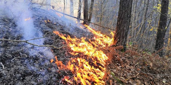 На Кубани продолжают бороться с лесными пожарами
