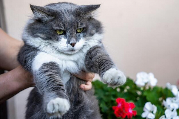 Подкинули котенка с перерезанным горлом: в Сочи переживают за судьбу кошек, которых уже спасали от гибели