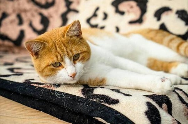 Подкинули котенка с перерезанным горлом: в Сочи переживают за судьбу кошек, которых уже спасали от гибели