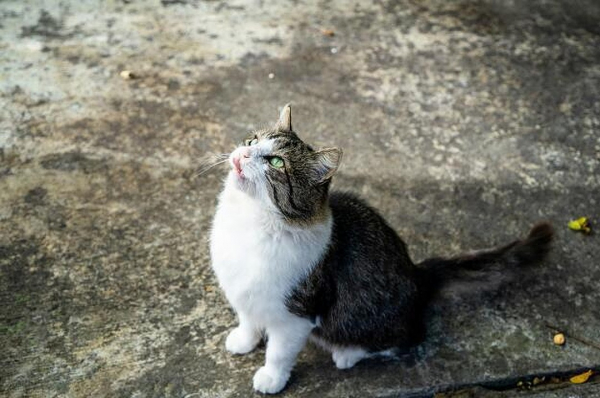 Подкинули котенка с перерезанным горлом: в Сочи переживают за судьбу кошек, которых уже спасали от гибели