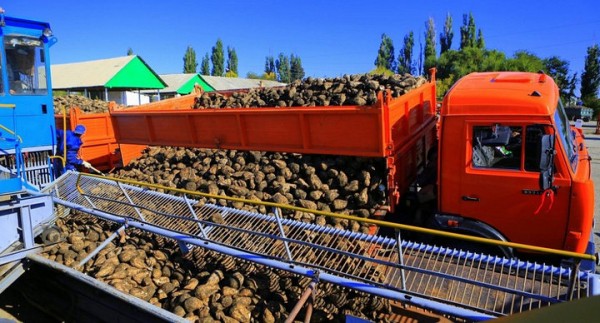 На Кубани урожай сахарной свеклы превысил 10,4 млн тонн