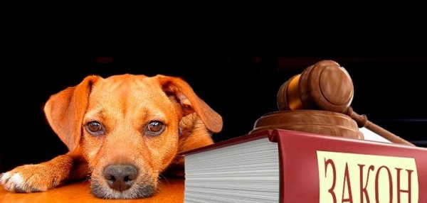 “Это спланированная провокация!”: защитники животных открестились от странной акции в Краснодаре “Это спланированная провокация!”: защитники животных открестились от странной акции в Краснодаре