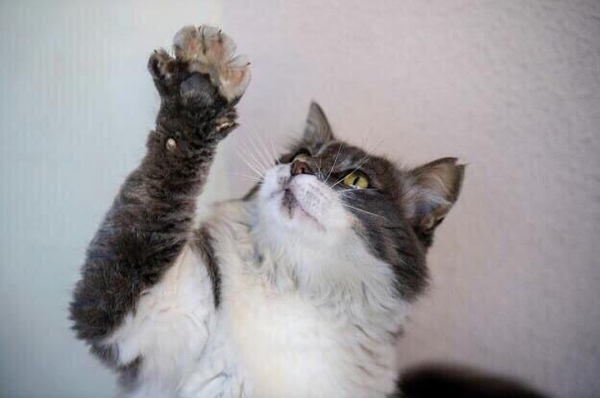 Подкинули котенка с перерезанным горлом: в Сочи переживают за судьбу кошек, которых уже спасали от гибели