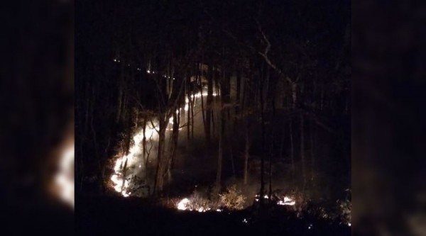 Площадь лесных пожаров на Кубани за сутки превысила 7 га