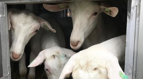 В Адыгею привезли первую партию племенных коз из Нидерландов