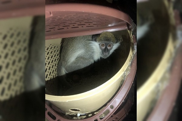 В краснодарский зоопарк передали 22 обезьяны, контрабандой завезенные с Украины
В краснодарский зоопарк передали 22 обезьяны, контрабандой завезенные с Украины