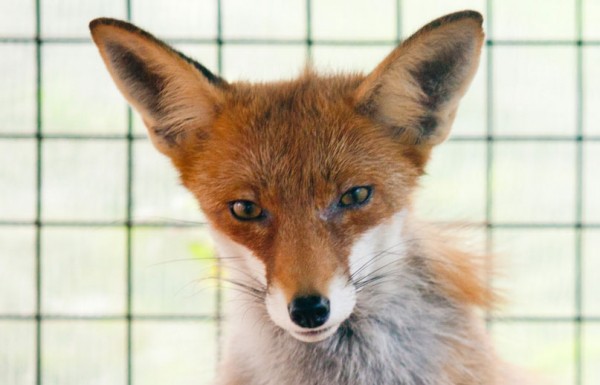 В Новороссийске закрыли мини-зоопарк