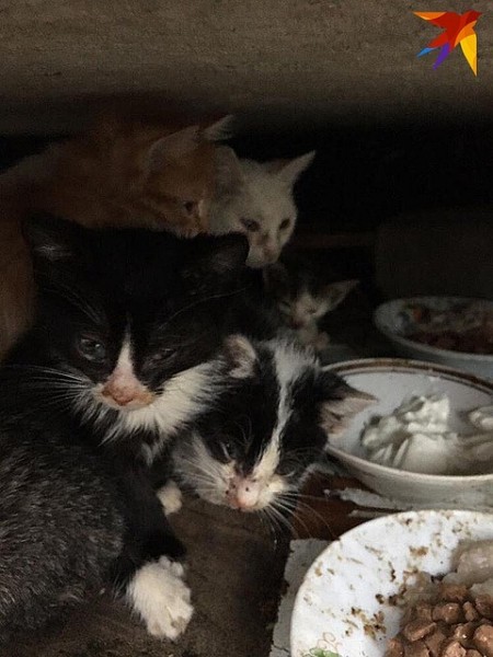 «Выкидывают как мусор»: в Сочи появилась свалка бездомных котят «Выкидывают как мусор»: в Сочи появилась свалка бездомных котят