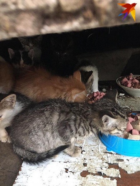 «Выкидывают как мусор»: в Сочи появилась свалка бездомных котят «Выкидывают как мусор»: в Сочи появилась свалка бездомных котят