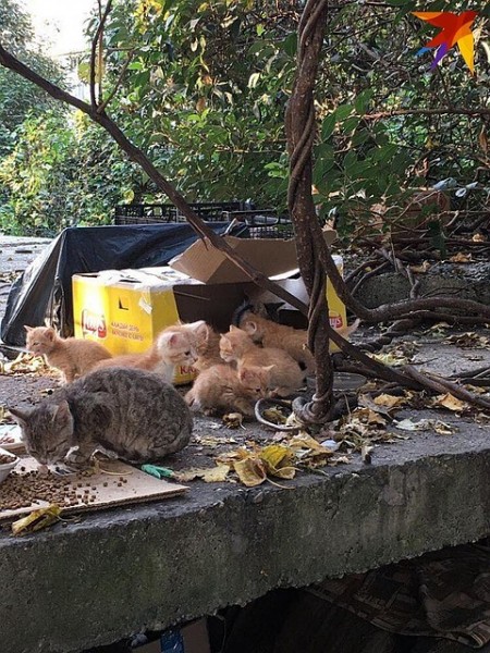 «Выкидывают как мусор»: в Сочи появилась свалка бездомных котят «Выкидывают как мусор»: в Сочи появилась свалка бездомных котят