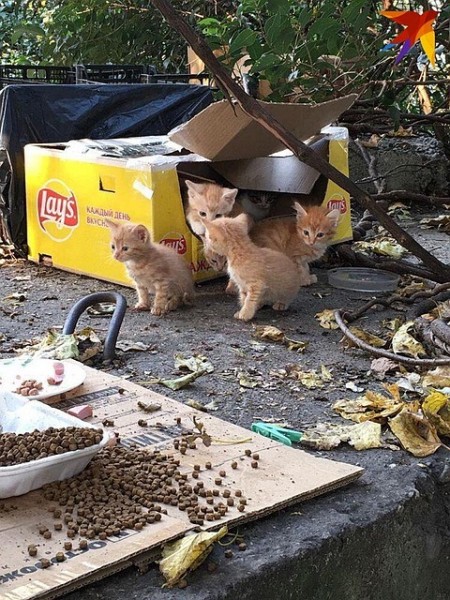 «Выкидывают как мусор»: в Сочи появилась свалка бездомных котят «Выкидывают как мусор»: в Сочи появилась свалка бездомных котят