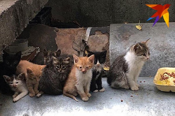 «Выкидывают как мусор»: в Сочи появилась свалка бездомных котят «Выкидывают как мусор»: в Сочи появилась свалка бездомных котят