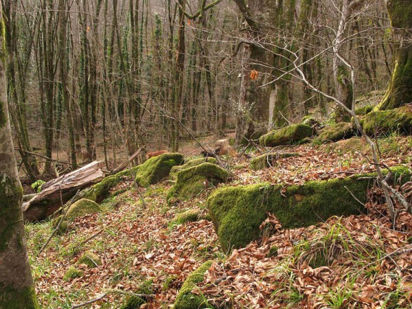 В лесах Сочи пропал мужчина В лесах Сочи пропал мужчина