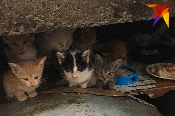 «Выкидывают как мусор»: в Сочи появилась свалка бездомных котят «Выкидывают как мусор»: в Сочи появилась свалка бездомных котят