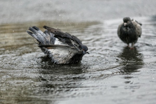 Какой будет погода на неделе в Краснодарском крае Какой будет погода на неделе в Краснодарском крае