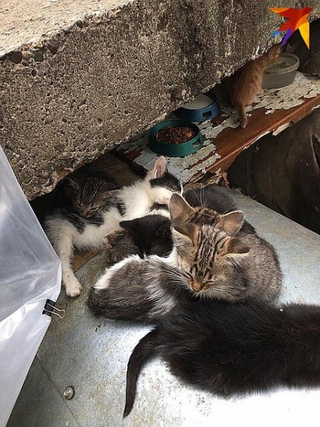 «Выкидывают как мусор»: в Сочи появилась свалка бездомных котят «Выкидывают как мусор»: в Сочи появилась свалка бездомных котят